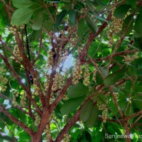Baccaurea motleyana (Müll.Arg.) Müll.Arg.